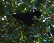 DSC00788 Pacific Koel @ Castlecrag bf.jpeg