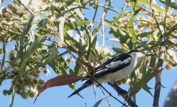 DSC00764 White-winged Triller @ Castlecrag bf.jpeg