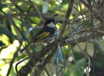 DSC00772 White-cheeked Honeyeater @ Castlecrag bf.jpeg