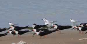 Terns1  P1270828.JPG