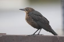 20231027 (2)_Great-tailed_Grackle.JPG