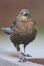 20231027 (6)_Great-tailed_Grackle.JPG