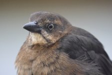 20231027 (9)_Great-tailed_Grackle.JPG