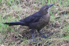20231027 (17)_Great-tailed_Grackle.JPG