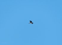 20231030 - Red Kite at the reservoir.jpg