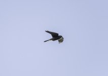 20231030 - Kestrel passing .jpg