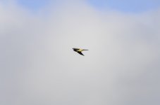 20231030 - Kestrel passing.jpg