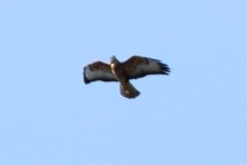 Long-legged Buzzard - Buteo rufinus .JPG