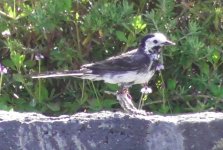 wagtail.jpg