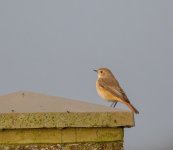 Redstart Culver 31st Oct 23 pic1-cropped.jpg