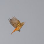 Redstart Culver 31st Oct 23 pic4-cropped.jpg