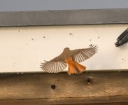 Redstart Culver 31st Oct 23 pic9-cropped.jpg