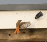 Redstart Culver 31st Oct 23 pic12-cropped.jpg