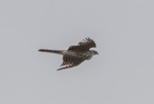 sandy hook goshawk 3.jpg