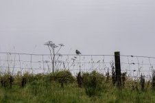 20231104 - Great Grey Shrike on the fence at Backwater Reservoir.jpg