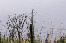 20231104 - Great Grey Shrike at Backwater Reservoir - crop.jpg