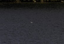 20231107 - Long-tailed duck on Backwater  .jpg