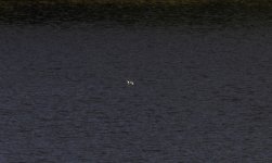 20231107 - Long-tailed duck on Backwater .jpg