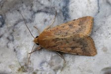 Scarce Bordered Straw 001.jpg