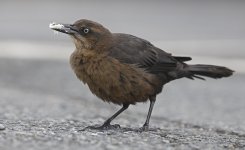 2023.10.26 Great-tailed Grackle 004.JPG