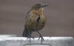 2023.10.26 Great-tailed Grackle 005.JPG