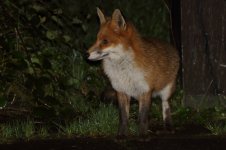 20231109 (1)_Red_Fox_Midge.JPG