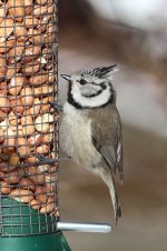 Crested_Tit_gar_2.jpg