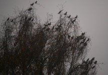 waxwings 13th Nov23.JPG