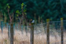 20231115 - Great Grey Shrike at Backwater.jpg