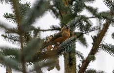 20231115 - Crossbill male munching in a pine-2.jpg