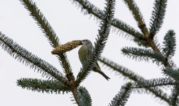 20231115 - Young female Crossbill picking her cone-2.jpg