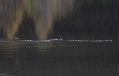 20231116 - Three ducks only on Backwater-2.jpg