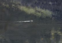 20231116 - One duck on Backwater-2.jpg