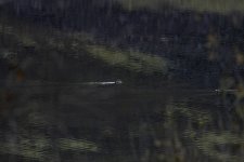 20231116 - Two ducks on Backwater-1-2.jpg