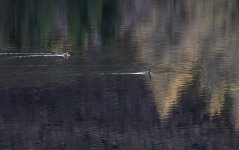 20231116 - Two ducks on Backwater-4-2.jpg