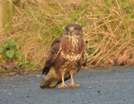 Buzzard1.jpg