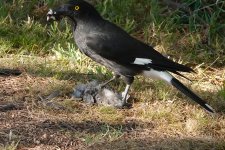 DSC01011 Pied Currawong @ Jerrabomberra Wetlands.jpeg