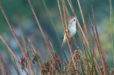 DSC00954 Australian Reed Warbler @ Jerrabombera Wetlands bf.jpeg