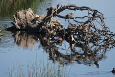 DSC01021 Freckled and other ducks @ Jerrabomberra Wetlands bf .jpeg