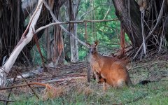 DSC00924 Grey Kangaroo @ Jerrabomberra Wetlands bf.jpeg
