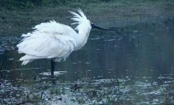 DSC00936 Royal Spoonbill @ Jerrabomberra Wetlands bf.jpeg