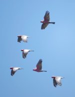 DSC01035 Galahs @ Jerrbomberra Wetlands bf.jpeg