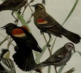 red winged blackbirds.jpg