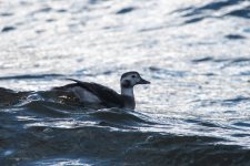 20231118 - Long-tailed duck offshore.jpg