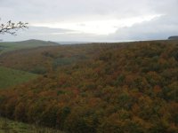 Autumn beech 3.jpg