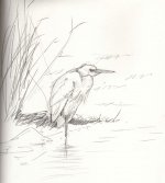 egret02.jpg