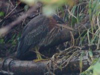 GREEN HERON 1 small.jpg