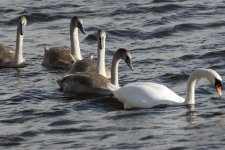 Swan-Family-web.jpg