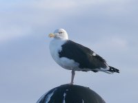 L1250280_Great Black-backed Gull.jpg