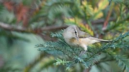 ND5_3620crp.jpg